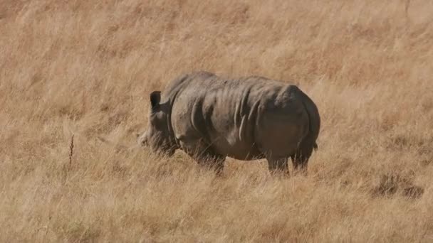 Νότιο White Rhino Περπάτημα Στο Γρασίδι Στο Πάρκο Άγριας Ζωής — Αρχείο Βίντεο