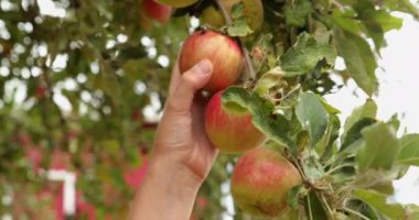 Elma topluyorum, görüntüyü kapat