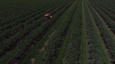 Böğürtlen tarlasını biçen ve püskürten traktörün hava görüntüsü