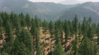 Kaliforniya - 2017 dolaylarında Kuzey Kaliforniya 'da bir orman havası. Cineflex ve RED Epic-W Helyum ile çekilmiştir..