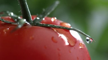 Domatesin üzerine yavaş çekimde su damlası aşırı yakın plan.