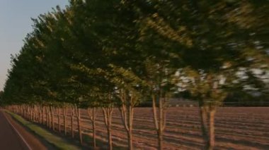 Ağaç şeritli yolun görüntüsü, Willamette Valley Oregon, ABD.