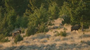 Montana, ABD 'de doğada yürüyen bir grup geyik.