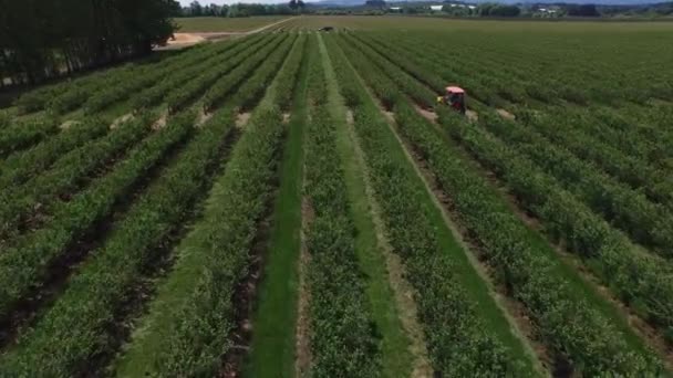 Trekker Beweegt Rijen Bosbessen Naar Beneden — Stockvideo