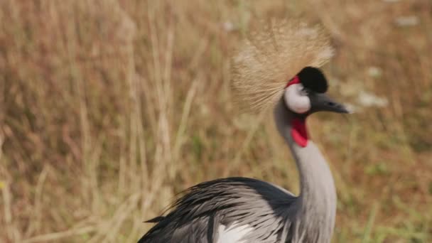 位于野生动物公园的东非皇冠鹤 — 图库视频影像