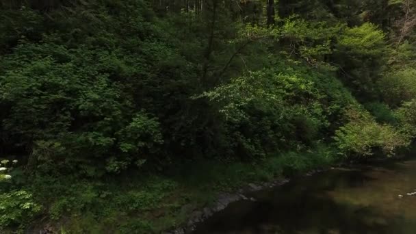 Aerial View Creek Forest Trees Oregon Usa — Stock Video