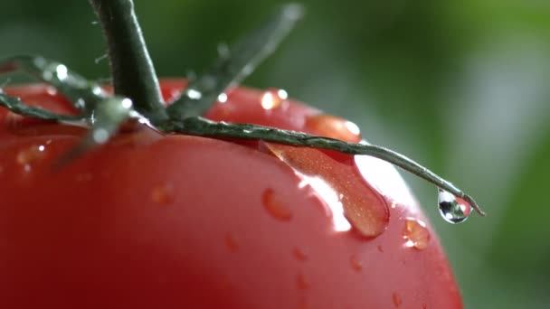 番茄上的水滴慢动作特写 — 图库视频影像