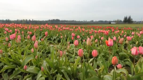 Close Beelden Van Mooi Veld Met Bloemen — Stockvideo