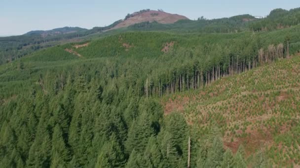 Oregon 2018 Flygfoto Skogen Skjuten Från Helikopter Med Cineflex Gimbal — Stockvideo