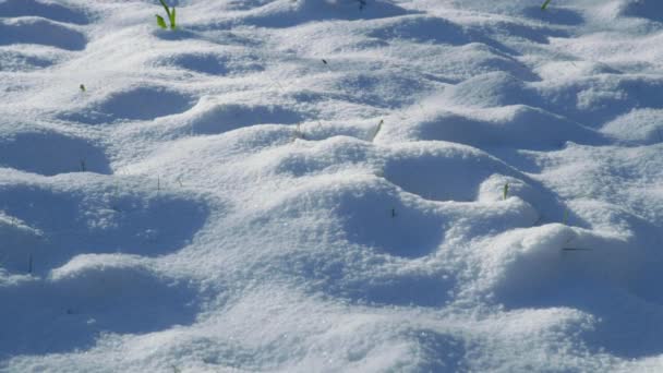 地面に新鮮な冬の雪の質感 — ストック動画
