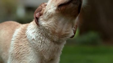 Islak köpeğin yavaş çekimde silkelenmesi, Phantom Flex 4K 'e yakın çekim.