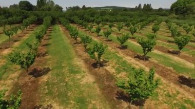 Çiftlikteki fındık ağaçlarının hava görüntüsü.