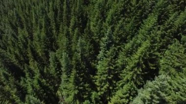 Ormanın havadan görüntüsü, Oregon