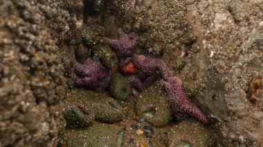 Deniz yıldızına yakın ve gelgit havuzunda anonim.