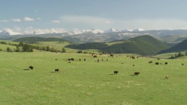 Yellowstone Ulusal Parkı, Wyoming. Yellowstone Ulusal Parkı 'ndaki Buffalo sürüsünün hava manzarası. Helikopterden Shotover gimbal ve RED 8K kamera ile çekildi..