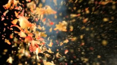 Sıvı nitrojenle dondurulmuş çiçek yavaş çekimde patlar. Siyah arkaplanda görüntüler 