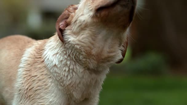Nahaufnahme Eines Nassen Hundes Der Sich Zeitlupe Abschüttelt Aufgenommen Auf — Stockvideo