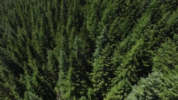 Letecký Záběr Lesa Oregon — Stock video