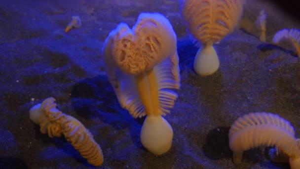 Υποβρύχια Closeup Της Θάλασσας Στυλό — Αρχείο Βίντεο