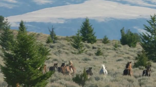 Дикі Коні Природі Монтана Сша — стокове відео