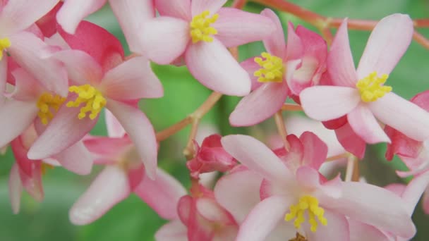Ροζ Λουλούδια Μπεγόνια Που Μεγαλώνουν Στη Χαβάη — Αρχείο Βίντεο
