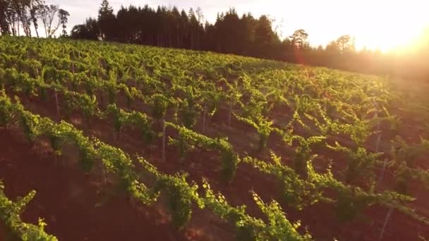 Luchtfoto Van Wijngaard Willamette Valley Oregon — Stockvideo