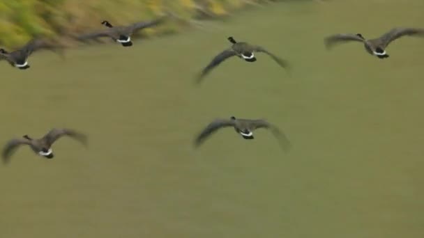 Vögel Fliegen Über Die Natur Montana Usa — Stockvideo