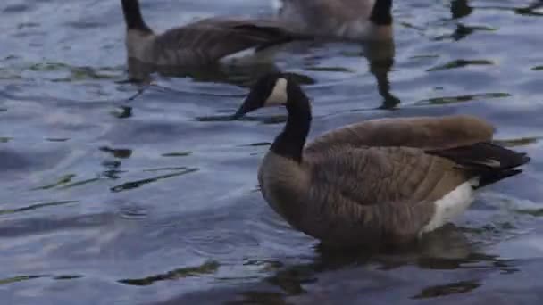 Geese River Close View — Stock Video