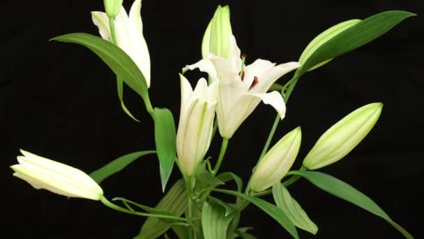 Lapso Tiempo Tiro Flor Lirio Blanco Floreciendo — Vídeos de Stock