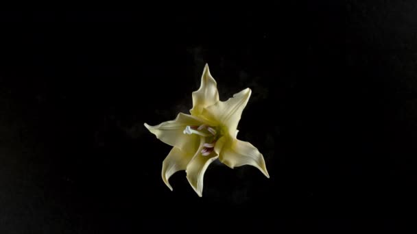 Květ Zamrzlý Tekutém Dusíku Exploduje Zpomaleným Pohybem Záběry Černém Pozadí — Stock video