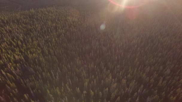 Veduta Aerea Della Foresta Dell Oregon — Video Stock