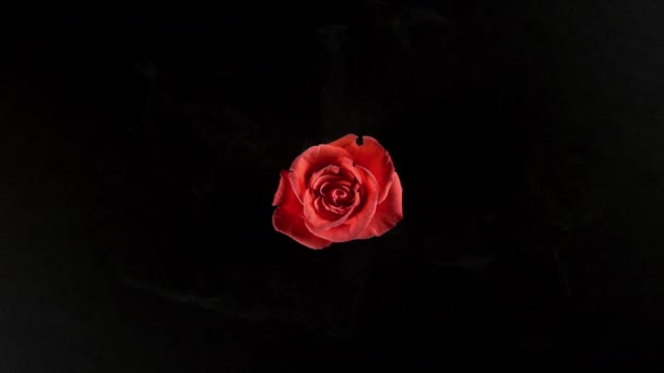 Ярко Красная Роза Взрывается Замедленной Съемке Снятая Помощью Phantom Flex — стоковое видео