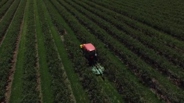 Aerial View Tractor Mowing Spraying Blueberry Field — Stock Video