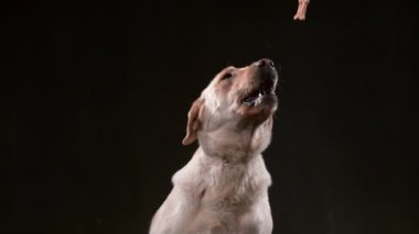 Yavaş çekimde köpek yakalama, Fantom Flex 4K 'de çekim.