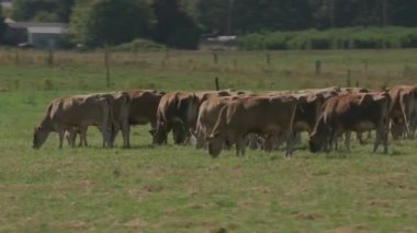 Willamette Valley Oregon, ABD 'de otlayan kahverengi sığırların izini sürüyorum..