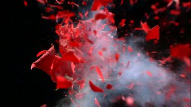 Sıvı nitrojenle dondurulmuş çiçek yavaş çekimde patlar. Siyah arkaplanda görüntüler 