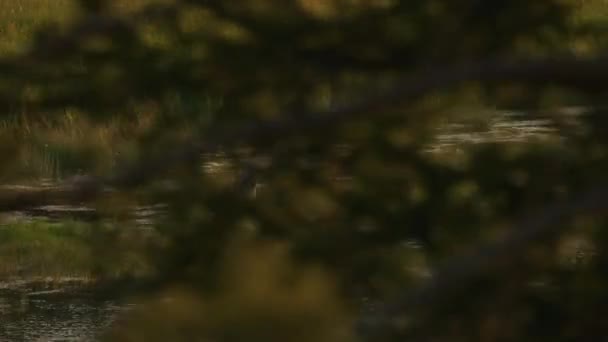 黄石公园国家公园大约2018年 湿地地区的蓝鹭 — 图库视频影像