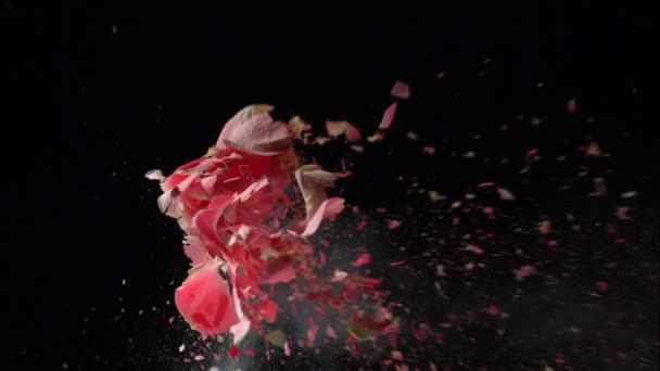 Sıvı Nitrojenle Dondurulmuş Çiçek Yavaş Çekimde Patlar Siyah Arkaplanda Görüntüler — Stok video