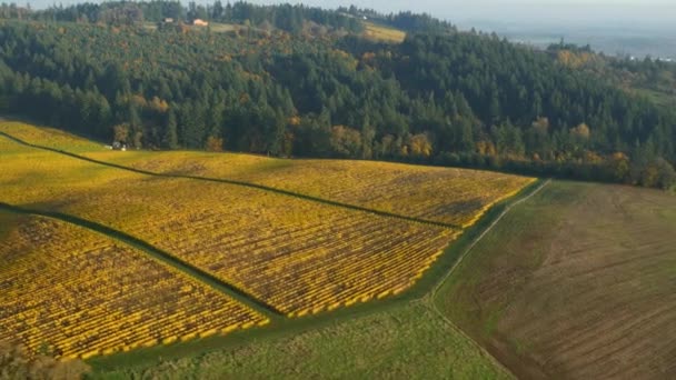 ウィラメット渓谷 秋の色のオレゴン州のブドウ畑の空中ビデオ — ストック動画