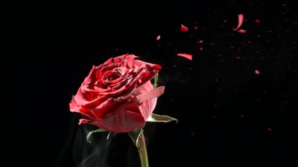 A folyékony nitrogénben fagyott vörös rózsa lassítva robban. Shot at 1000 képkocka másodpercenként egy Phantom Camera.