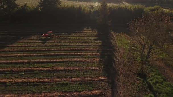 Widok Powietrza Ciągnika Gospodarstwie Rolnym Jadącym Dół Rzędów — Wideo stockowe