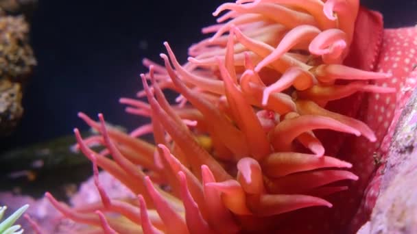 Closeup Subaquático Anenoma — Vídeo de Stock