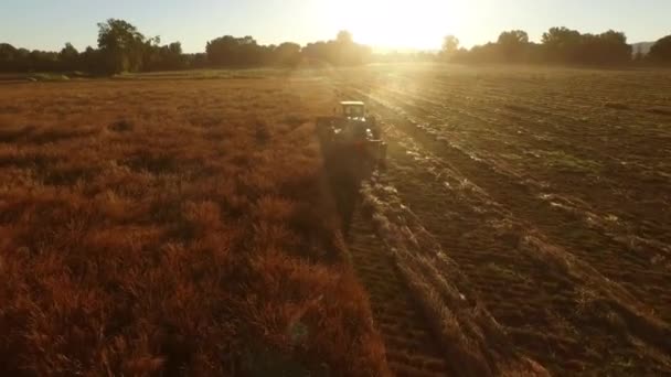 Aerial Shot Combine Field Sunrise — Stock Video