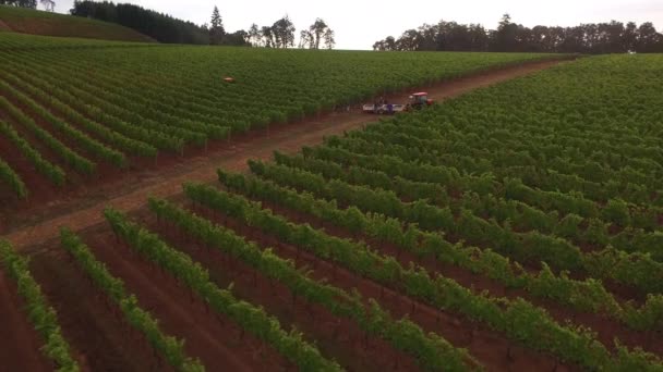 オレゴンブドウ畑でのブドウ収穫の空中風景 — ストック動画