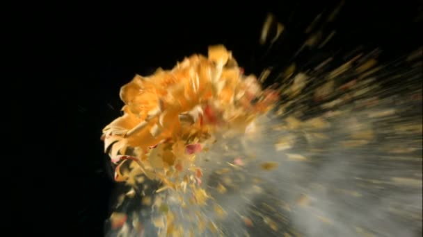 Bloem Bevroren Vloeibare Stikstof Explodeert Slow Motion Beeldmateriaal Zwarte Achtergrond — Stockvideo