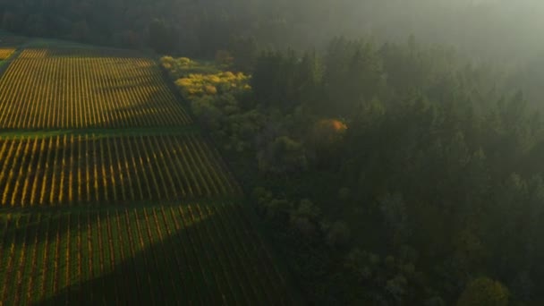 Luchtfoto Van Willamette Valley Oregon Wijngaarden Herfstkleur — Stockvideo