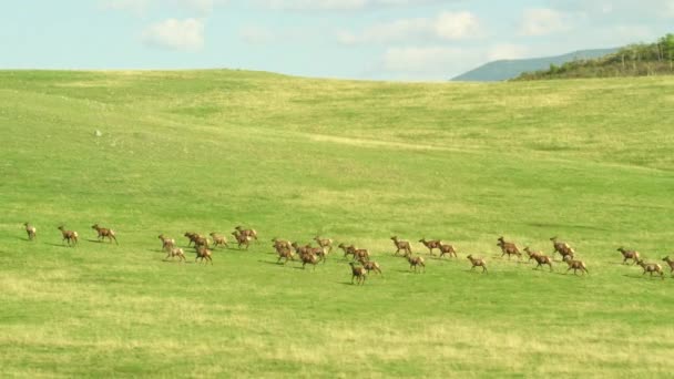 Yellowstone National Park Wyoming Aerial View Yellowstone National Park Shot — Stock Video