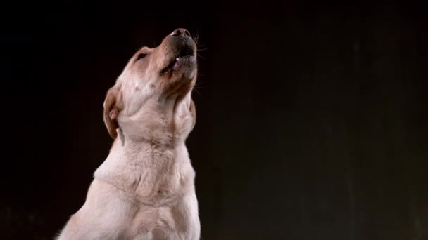 Cão Captura Hotdog Câmera Lenta Tiro Phantom Flex — Vídeo de Stock