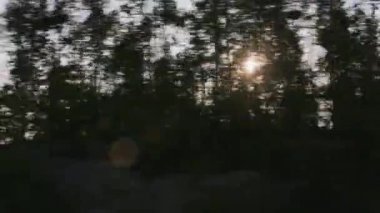 Yellowstone Ulusal Parkı 2018 dolaylarında. Yellowstone Ulusal Parkı 'ndan geçerken, ağaçların arasından bakarken....