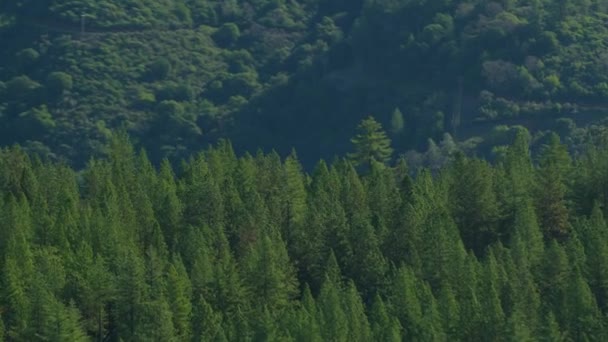 加利福尼亚北部森林荒原的空中景观 — 图库视频影像